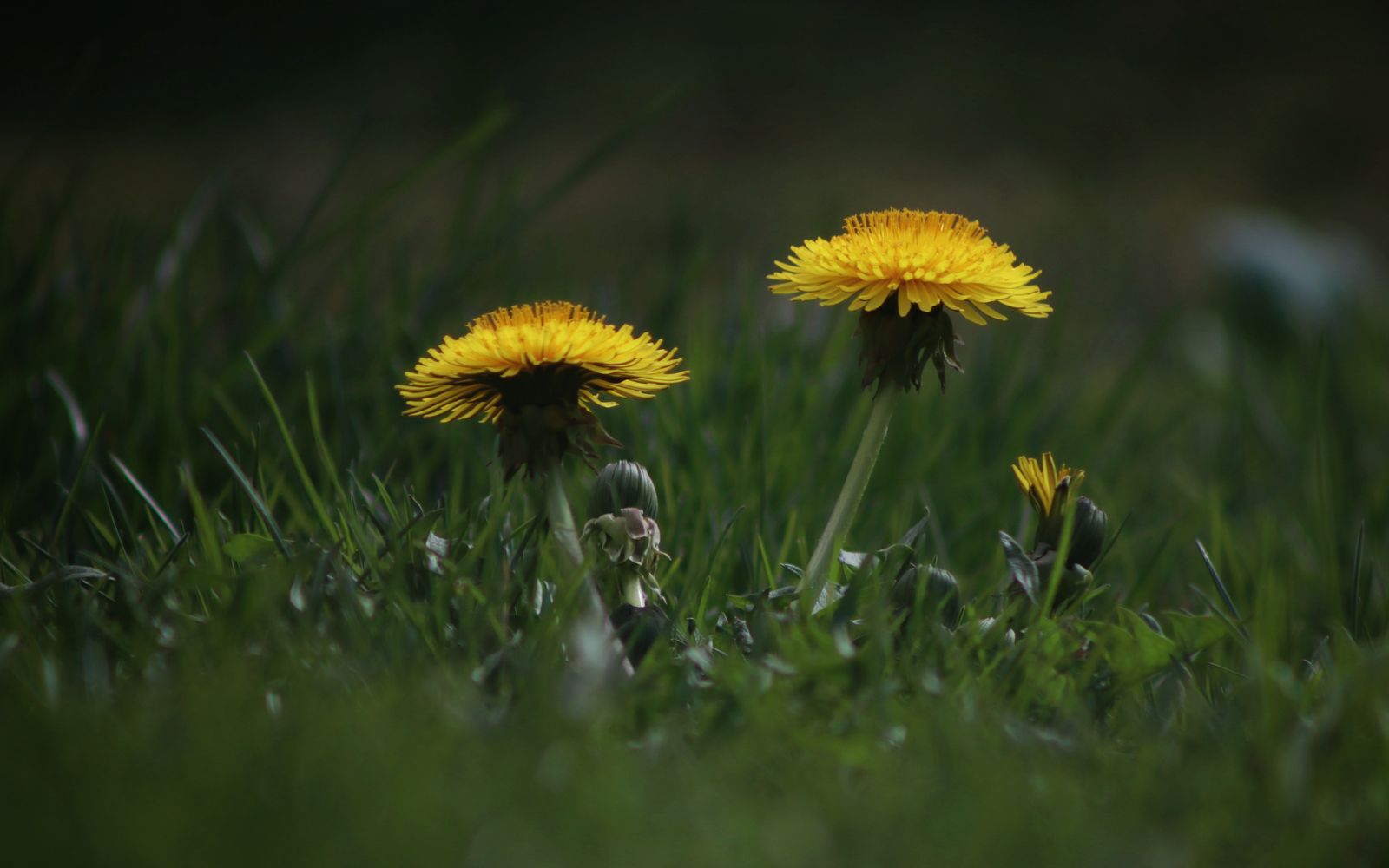 Yellow dandelion flowers blooming in green grass