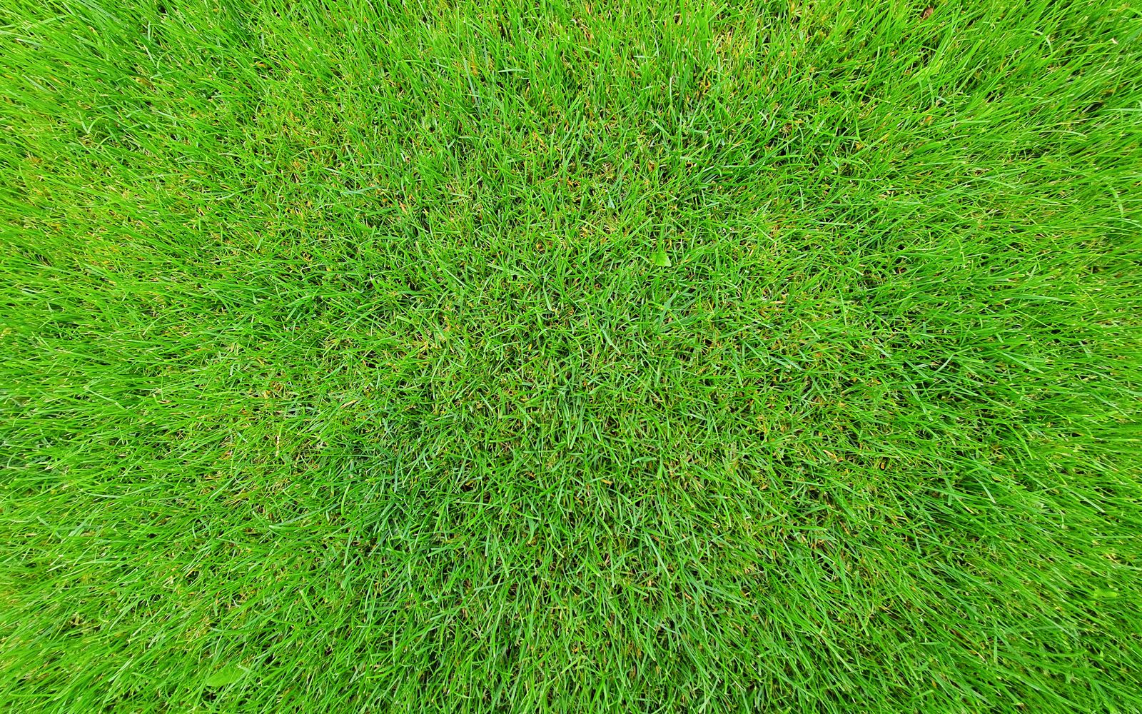 Dense healthy green turf filling the frame