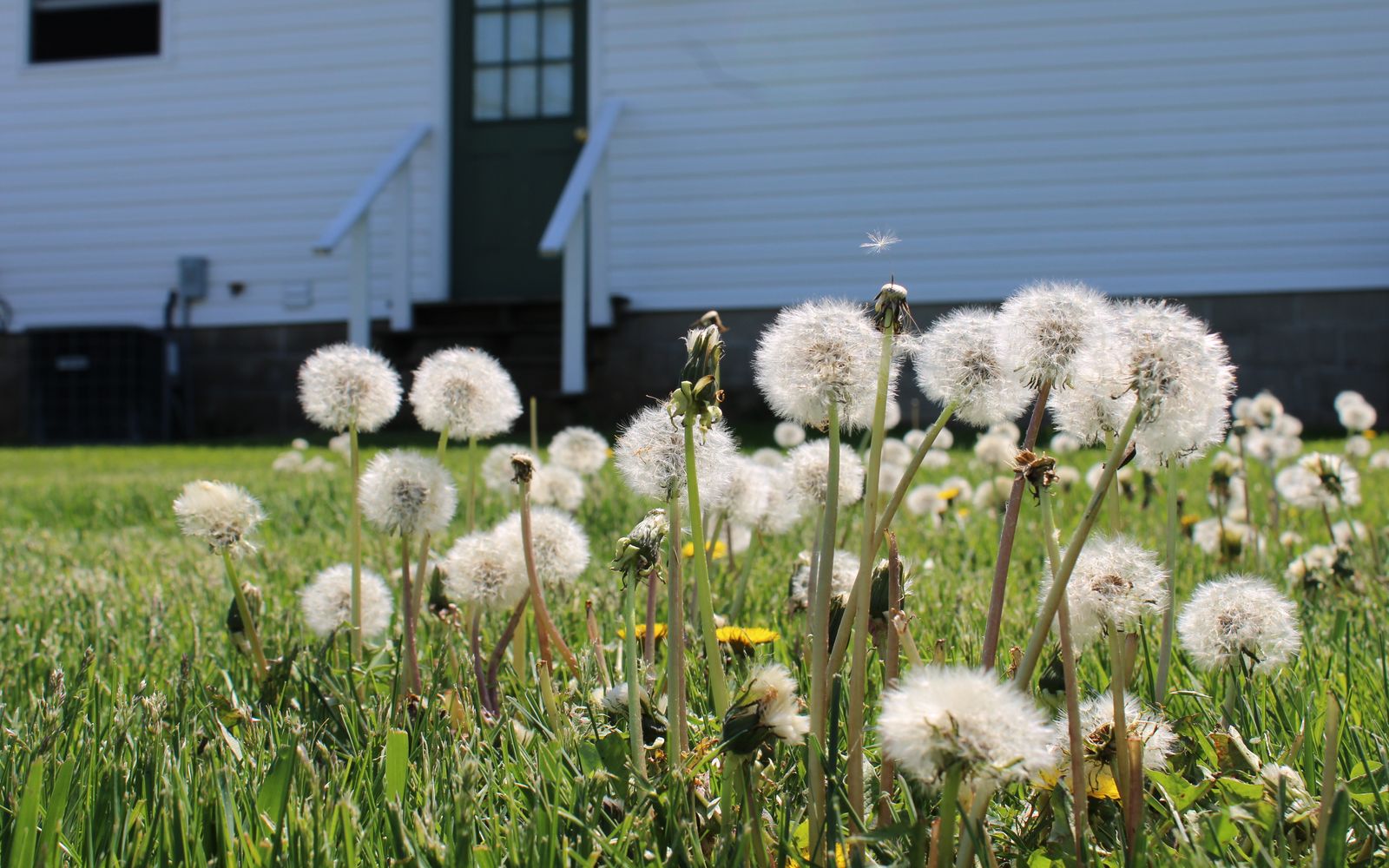 Dandelions blooming through a home lawn beside a white house